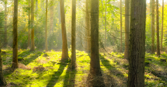 How Therapy Helps Adults with ADHD: Strategies for Focus, Organization, and Emotional Balance