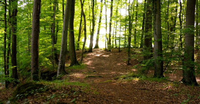 Individual Psychotherapy II