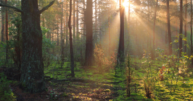 In-Person Therapy - Burlington Location